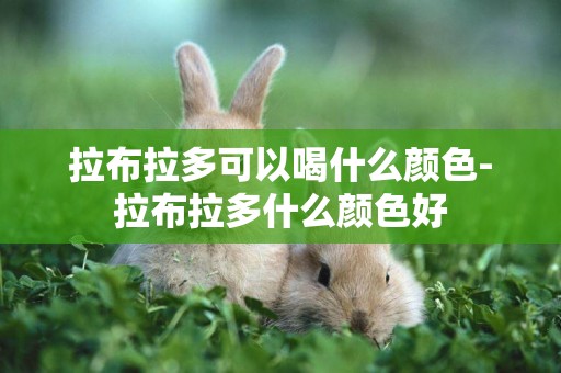 拉布拉多可以喝什么顏色-拉布拉多什么顏色好
