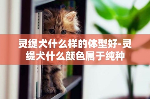 靈緹犬什么樣的體型好-靈緹犬什么顏色屬于純種