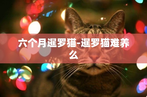 六個月暹羅貓-暹羅貓難養么