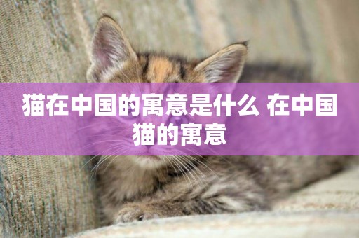 貓在中國的寓意是什么 在中國貓的寓意