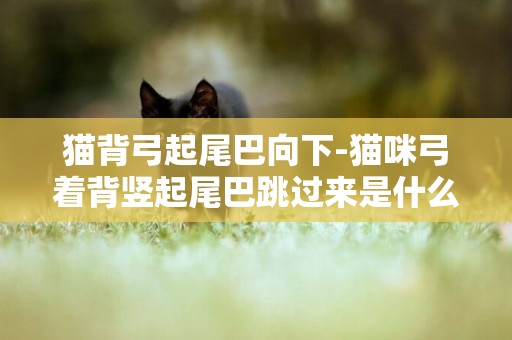 貓背弓起尾巴向下-貓咪弓著背豎起尾巴跳過來是什么原因？