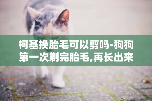 柯基換胎毛可以剪嗎-狗狗第一次剃完胎毛,再長出來的毛能修型嗎,?