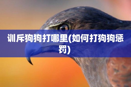 訓斥狗狗打哪里(如何打狗狗懲罰) 
