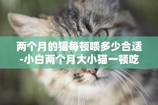 兩個月的貓每頓喂多少合適-小白兩個月大小貓一頓吃多少