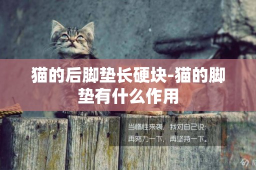 貓的后腳墊長硬塊-貓的腳墊有什么作用