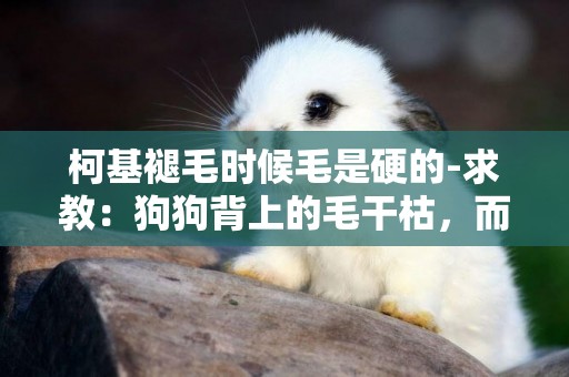柯基褪毛時候毛是硬的-求教：狗狗背上的毛干枯，而且有那種很硬的毛