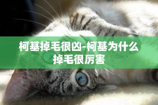 柯基掉毛很兇-柯基為什么掉毛很厲害