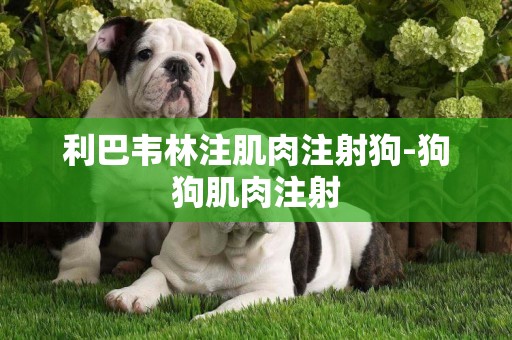 利巴韋林注肌肉注射狗-狗狗肌肉注射