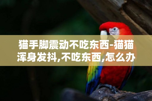 貓手腳震動不吃東西-貓貓渾身發抖,不吃東西,怎么辦?