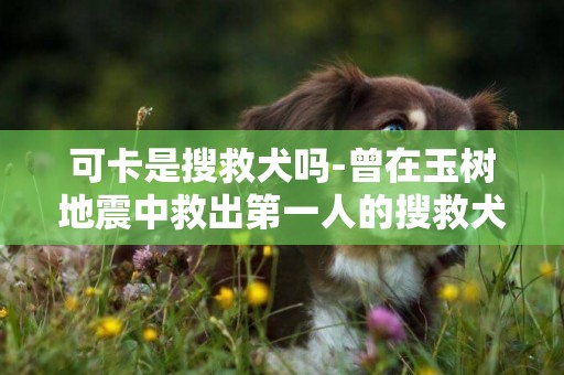 可卡是搜救犬嗎-曾在玉樹地震中救出第一人的搜救犬走了嗎？