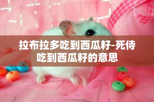拉布拉多吃到西瓜籽-死侍吃到西瓜籽的意思