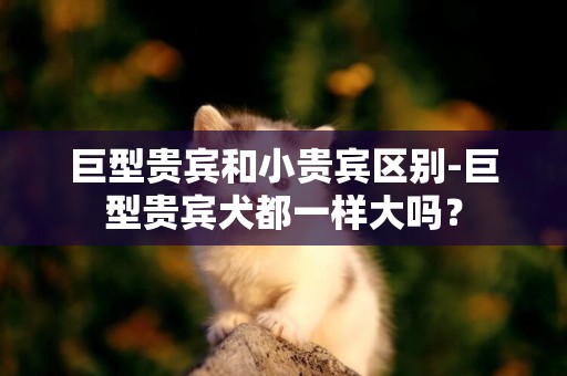 巨型貴賓和小貴賓區別-巨型貴賓犬都一樣大嗎？