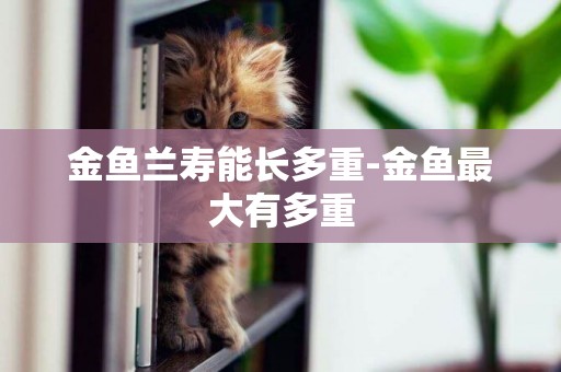金魚蘭壽能長多重-金魚最大有多重