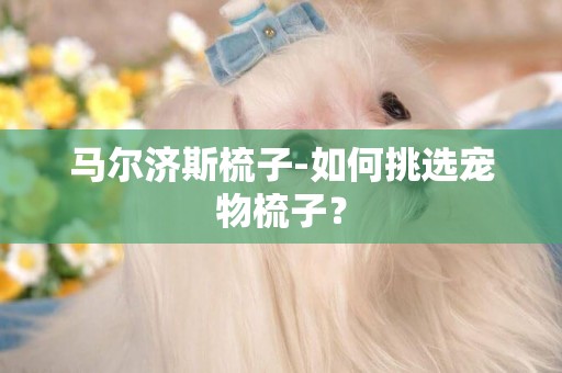 馬爾濟斯梳子-如何挑選寵物梳子？