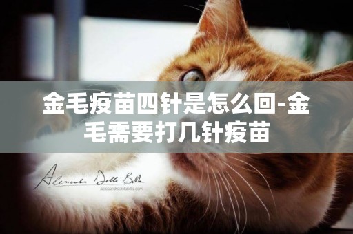 金毛疫苗四針是怎么回-金毛需要打幾針疫苗