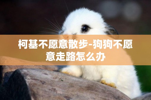 柯基不愿意散步-狗狗不愿意走路怎么辦