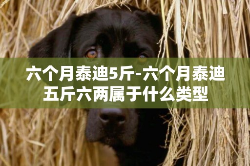 六個月泰迪5斤-六個月泰迪五斤六兩屬于什么類型