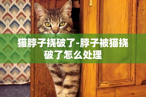 貓脖子撓破了-脖子被貓撓破了怎么處理