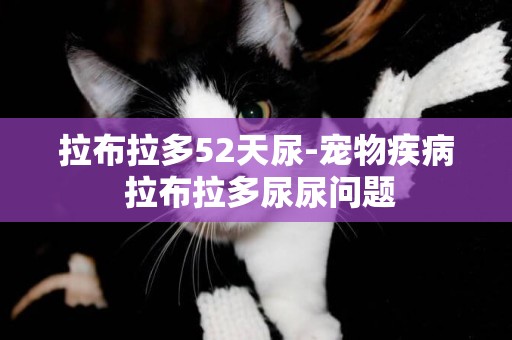 拉布拉多52天尿-寵物疾病 拉布拉多尿尿問題