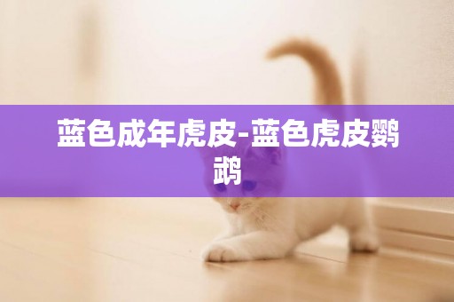 藍色成年虎皮-藍色虎皮鸚鵡