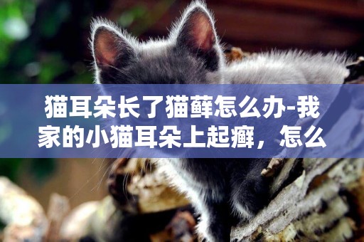 貓耳朵長了貓蘚怎么辦-我家的小貓耳朵上起癬，怎么辦？