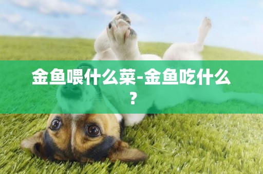 金魚喂什么菜-金魚吃什么？