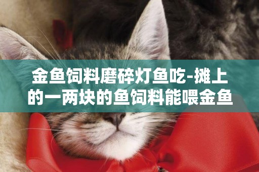 金魚飼料磨碎燈魚吃-攤上的一兩塊的魚飼料能喂金魚嗎