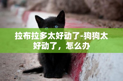 拉布拉多太好動了-狗狗太好動了，怎么辦
