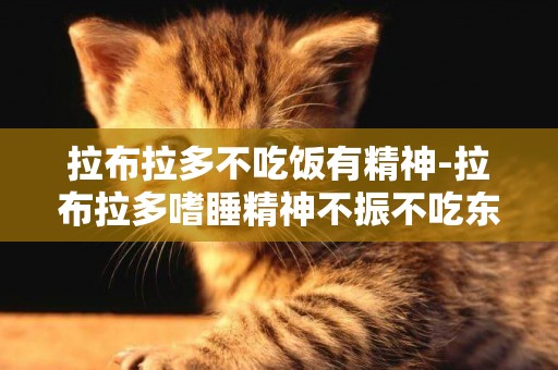拉布拉多不吃飯有精神-拉布拉多嗜睡精神不振不吃東西