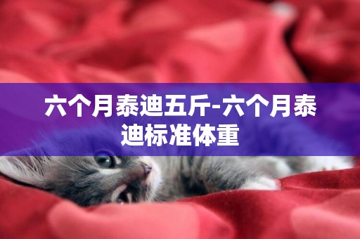 六個月泰迪五斤-六個月泰迪標準體重