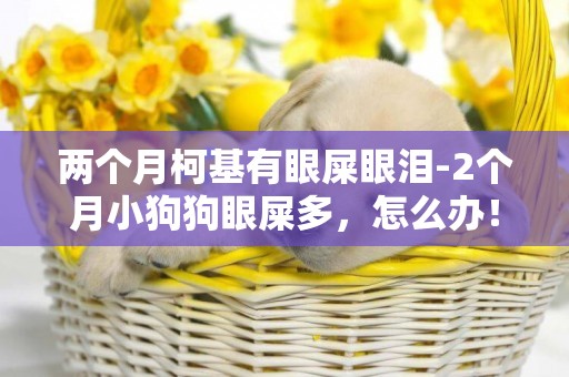 兩個月柯基有眼屎眼淚-2個月小狗狗眼屎多，怎么辦！