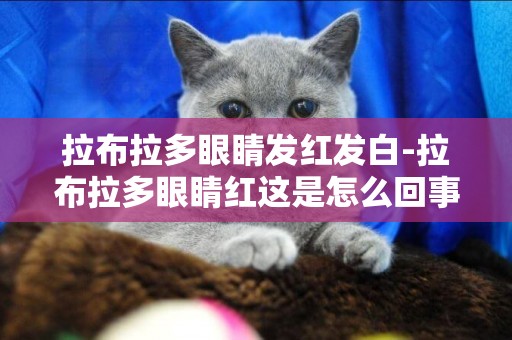拉布拉多眼睛發紅發白-拉布拉多眼睛紅這是怎么回事