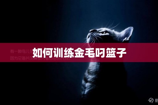 如何訓練金毛叼籃子