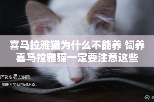 喜馬拉雅貓為什么不能養 飼養喜馬拉雅貓一定要注意這些