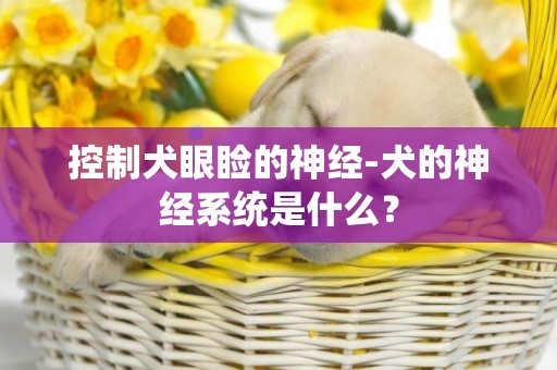控制犬眼瞼的神經-犬的神經系統是什么？