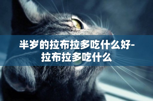 半歲的拉布拉多吃什么好-拉布拉多吃什么
