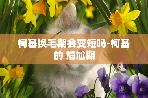 柯基換毛期會變短嗎-柯基的 尷尬期