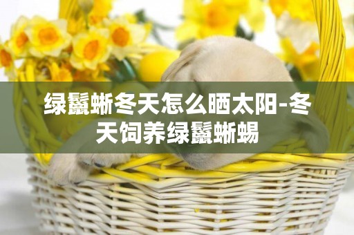 綠鬣蜥冬天怎么曬太陽-冬天飼養綠鬣蜥蜴