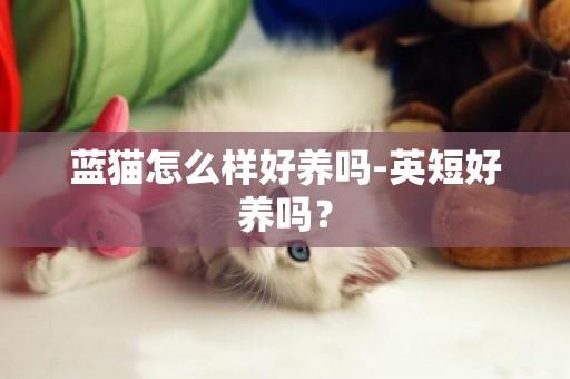 藍貓怎么樣好養嗎-英短好養嗎？