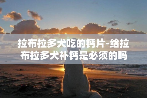 拉布拉多犬吃的鈣片-給拉布拉多犬補鈣是必須的嗎