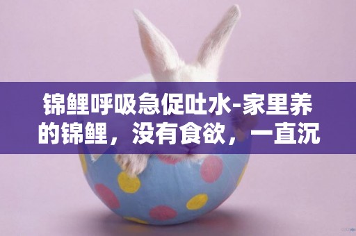 錦鯉呼吸急促吐水-家里養的錦鯉，沒有食欲，一直沉在水底，一時呼吸急促，一時不呼吸，有什么毛病啊！