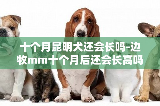 十個月昆明犬還會長嗎-邊牧mm十個月后還會長高嗎