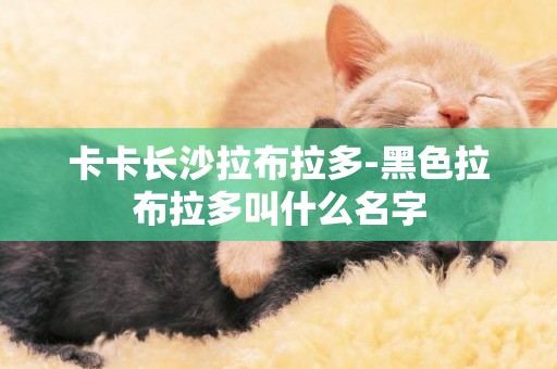 卡卡長沙拉布拉多-黑色拉布拉多叫什么名字
