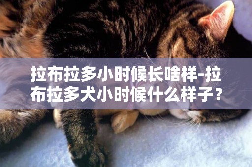 拉布拉多小時候長啥樣-拉布拉多犬小時候什么樣子？