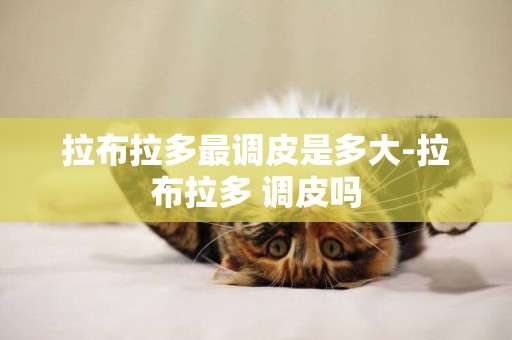 拉布拉多最調皮是多大-拉布拉多 調皮嗎