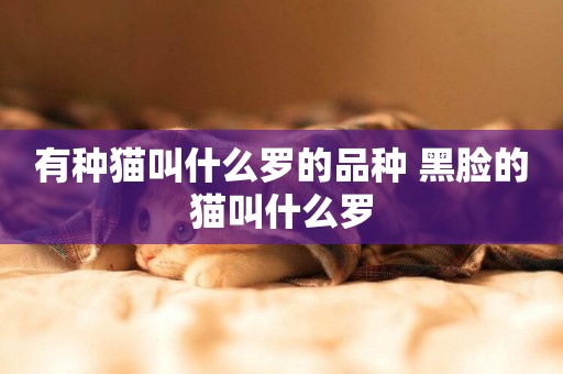 有種貓叫什么羅的品種 黑臉的貓叫什么羅
