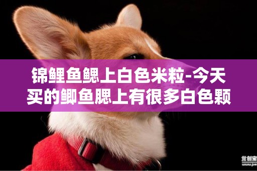 錦鯉魚鰓上白色米粒-今天買的鯽魚腮上有很多白色顆粒狀這魚能吃嗎