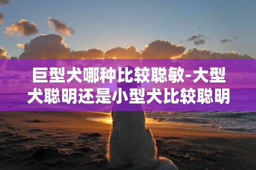 巨型犬哪種比較聰敏-大型犬聰明還是小型犬比較聰明