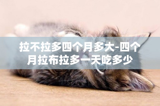 拉不拉多四個月多大-四個月拉布拉多一天吃多少