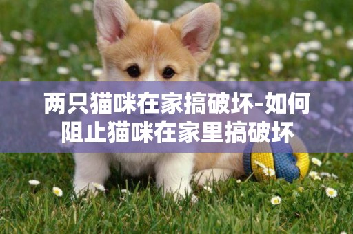 兩只貓咪在家搞破壞-如何阻止貓咪在家里搞破壞
